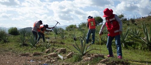 COAA and House of Tequila create regenerative materials from mezcal waste, generating a positive environmental impact through sustainable construction in Mexico.